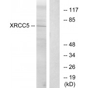 WB analysis of extracts from COS-7 cells, suing XRCC5 antibody. The lane on the right is treated with synthetic peptide.