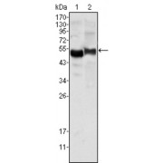 Western blot analysis using AAT antibody against human plasma (1) and NIH/3T3 cell lysate (2).