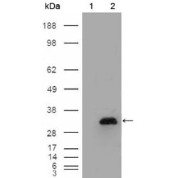 Apolipoprotein A1 (APOA1) Antibody