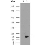 Western blot analysis using survivin antibody against full-length survivin recombinant protein (1) and full-length survivin-GFP transfected Cos7 cell lysate (2).