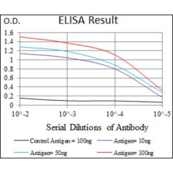 Twist-Related Protein 1 (TWIST1) Antibody