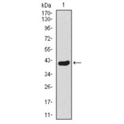 Western blot analysis using TWIST1 antibody against human TWIST1 recombinant protein. (Expected MW is 40 kDa).