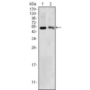 Western blot analysis using BDH1 antibody against HepG2 (1) and NIH/3T3 (2) cell lysate.