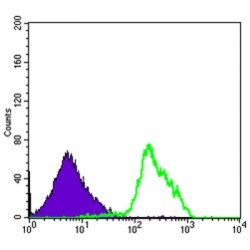 Beclin 1 (BECN1) Antibody