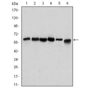 Western blot analysis using Beclin 1 antibody against Hela (1), A431 (2), MCF-7 (3), RAJI (4), Jurkat (5) and SKBR-3 (6) cell lysate.