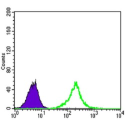 Catenin Beta 1 (CTNNB1) Antibody