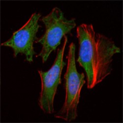 Circadian Locomoter Output Cycles Protein Kaput (CLOCK) Antibody