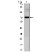 Western blot analysis using CLOCK antibody against CLOCK (AA: 200-465) -hIgGFc transfected HEK293 cell lysate.