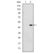 Western blot analysis using BPTF antibody against HEK293 (1) and BPTF (AA: 503-670) -hIgGFc transfected HEK293 (2) cell lysate.