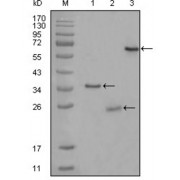 Western blot analysis using CD33 antibody against truncated Trx-CD33 recombinant protein (1),truncated CD33 (aa48-258) -His recombinant protein (2) and truncated CD33 (aa18-259) -hIgGFc transfected CHO-K1 cell lysate (3).