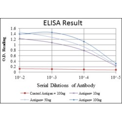 Cyclin-Dependent-Like Kinase 5 (CDK5) Antibody