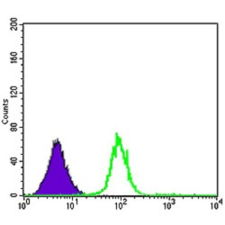 Cyclin-Dependent-Like Kinase 5 (CDK5) Antibody