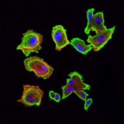 Cyclin-Dependent-Like Kinase 5 (CDK5) Antibody