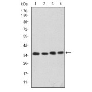 Western blot analysis using CDK5 antibody against Hela (1), K562 (2), PC-12 (3) and Cos7 (4) cell lysate.