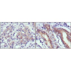 Cerberus (CER1) Antibody