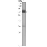 Western blot analysis using CER1 antibody against CER1 (aa18-267) -hIgGFc transfected HEK293 cell lysate (1).