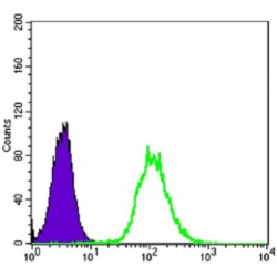 Keratin, Type II Cytoskeletal 7 (KRT7) Antibody