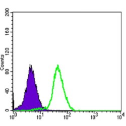 Cluster of Differentiation 276 (CD276) Antibody