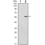 Western blot analysis using CD276 antibody against HEK293 (1) and CD276 (AA: 30-130) -hIgGFc transfected HEK293 (2) cell lysate.