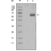 Western blot analysis using DKK1 antibody against HEK293 (1) and DKK1-hIgGFc transfected HEK293 cell lysate (2).