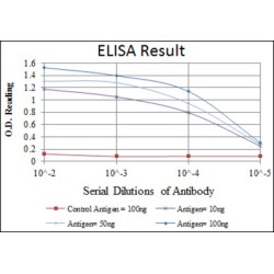 EPH Receptor A10 (Epha10) Antibody