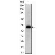 Western blot analysis using Epha10 antibody against human Epha10 (AA: 34-295) recombinant protein. (Expected MW is 50 kDa).