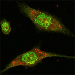 Mitogen-Activated Protein Kinase 1 / ERK2 (MAPK1) Antibody