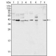 Western blot analysis using ERK2 antibody against Hela (1), NIH/3T3 (2), MCF-7 (3), HEK293 (4), Jurkat (5), A549 (6), NTERA-2 (7) and SMMC-7721 (8) cell lysate.