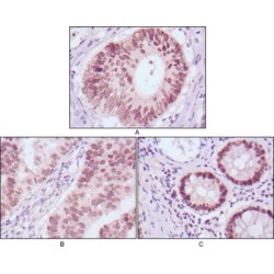 Forkhead Box Protein A2 (FOXA2) Antibody