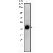 Western blot analysis using FOXA2 antibody against A549 (1) cell lysate.