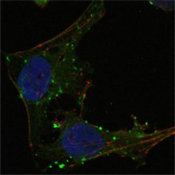 GA Binding Protein Alpha Chain (GABPA) Antibody
