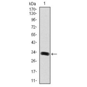 Western blot analysis using GAB1 antibody against human GAB1 (AA: 661-724) recombinant protein. (Expected MW is 32.4 kDa).