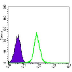 Glycogen Synthase 1, Muscle (GYS1) Antibody