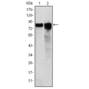 Western blot analysis using GYS1 antibody against Hela (1) and HEK293 (2) cell lysate.