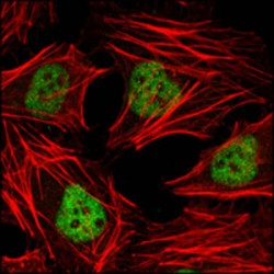 Histone Deacetylase 3 (HDAC3) Antibody