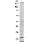 Western blot analysis using PP32 antibody against Hela (1) cell lysate.