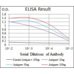 Doublecortin (DCX) Antibody