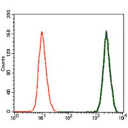 Doublecortin (DCX) Antibody