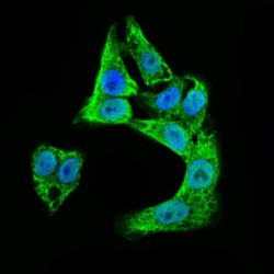 Doublecortin (DCX) Antibody