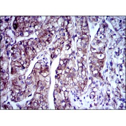 Doublecortin (DCX) Antibody