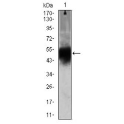 Doublecortin (DCX) Antibody