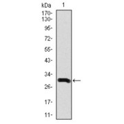 Western blot analysis using DCX antibody against human DCX recombinant protein. (Expected MW is 34.1 kDa).