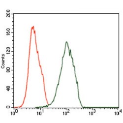 Integrin-Linked Protein Kinase (ILK) Antibody