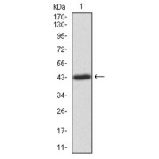 Western blot analysis using ILK antibody against human ILK recombinant protein. (Expected MW is 42.7 kDa).