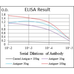 Integrin Beta 1 (ITGB1) Antibody