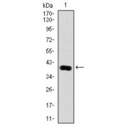 Western blot analysis using KLK3 antibody against human KLK3 (AA: 109-216) recombinant protein. (Expected MW is 37.2 kDa).