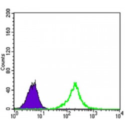 Kelch-Like Protein 11 (KLHL11) Antibody