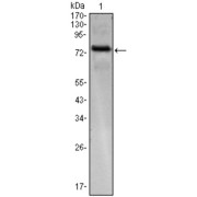 Western blot analysis using KLHL25 antibody against KLHL25 (AA: 2-230) -hIgGFc transfected HEK293 cell.