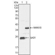 Western blot analysis using LIN28 antibody against NTERA-2 cell lysate (1).