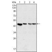 Western blot analysis using MAP2K2 antibody against PC-12 (1), Jurkat (2), Hela (3) and NIH/3T3 (4) cell lysate.